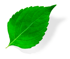 feuille