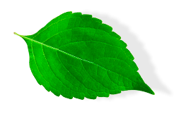 feuille