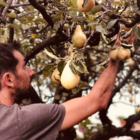 Philippe Bodon en train de cueillir des poires.