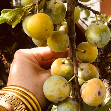 Photo de la cueillette de prunes