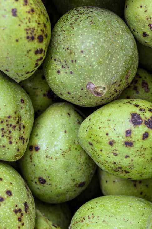 photo des fruits récoltés à Valmorel
