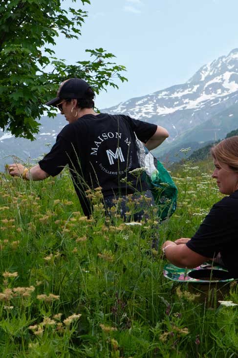 Roxane et Julia en train de cueillir du cerfeuil musqué pour la distillerie Maison M