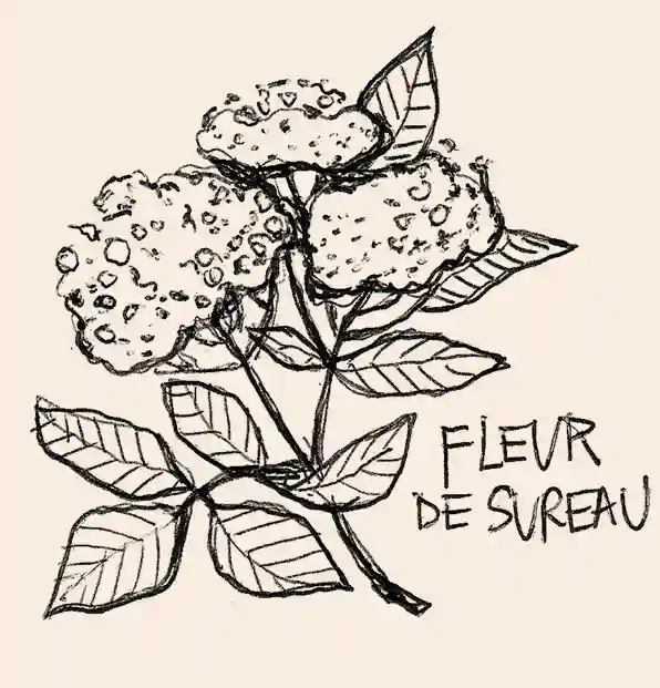 illustration noire de la fleur de sureau