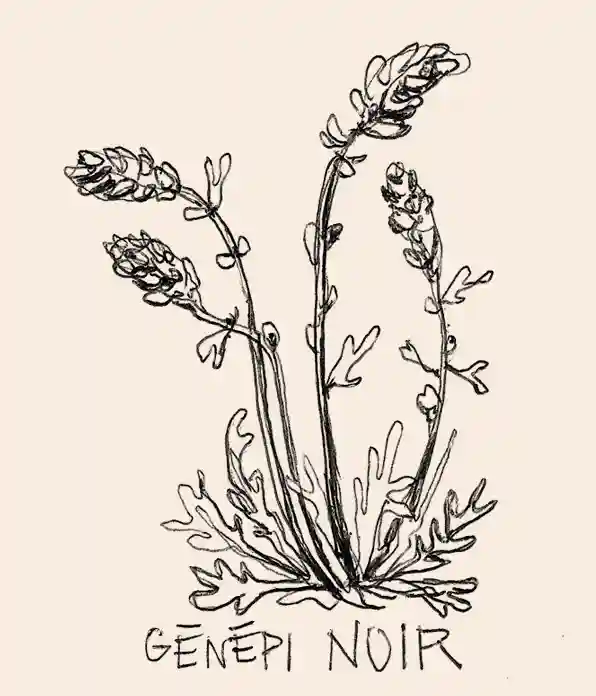 illustration noir de la plante génépi noir