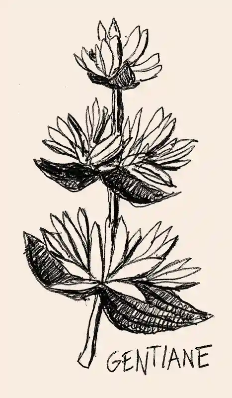 illustration noire de la gentiane