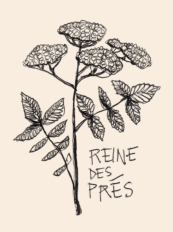 illustration noire de la reine des prés