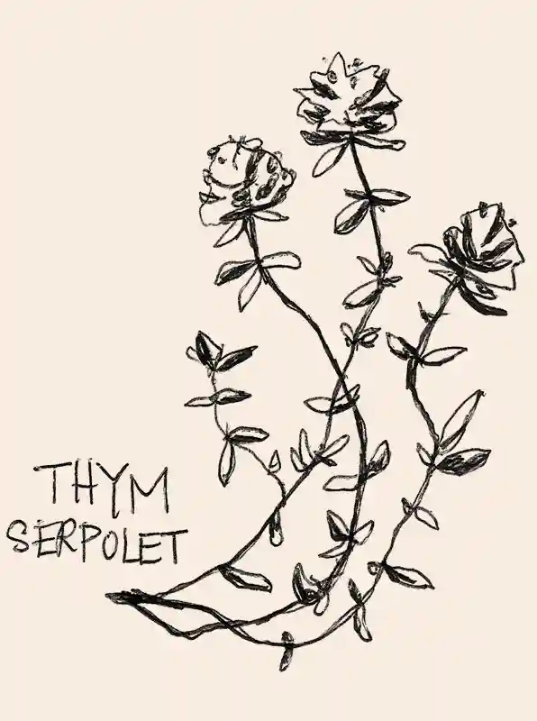 illustration noire de la plante thym serpolet