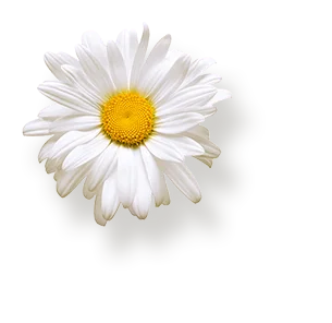 photo d'une marguerite