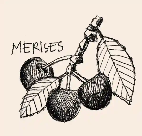 illustration noire de la merise