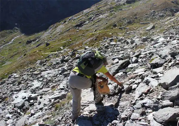 un homme en train de cueillir du génépi en montagne